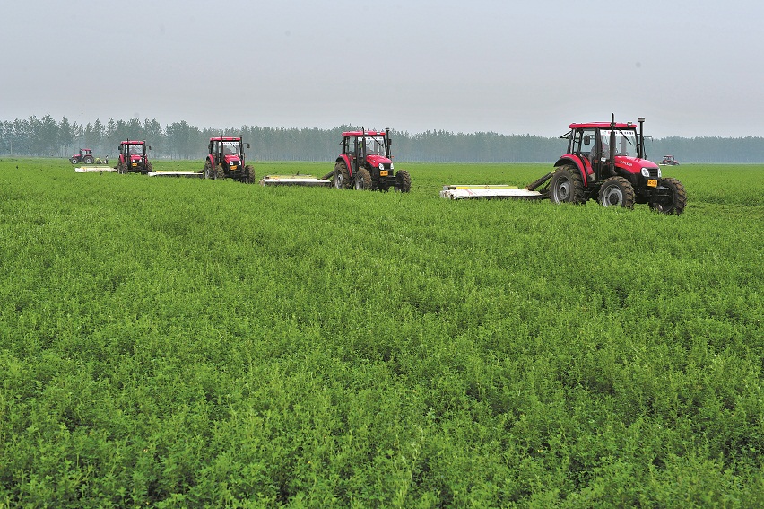 庫(kù)倫旗牧草銷(xiāo)售與種植 畜牧漁業(yè)飼料產(chǎn)業(yè)鏈的優(yōu)化與發(fā)展