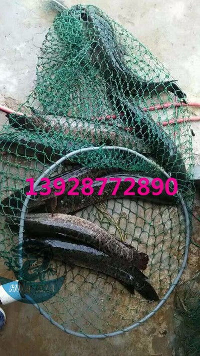 浙江烏鱧魚(yú)苗批發(fā)價(jià)格實(shí)惠，廣東華夏漁業(yè)航空助力高效運(yùn)輸