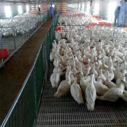 諸城市中興塑料制品廠 專(zhuān)注畜牧漁業(yè)飼料包裝解決方案的優(yōu)質(zhì)供應(yīng)商